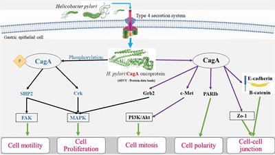 Bacteria-Mediated Oncogenesis and the Underlying Molecular Intricacies: What We Know So Far